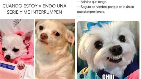 perros chistosos|perros chistosos videos.